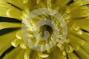 Chrysanthemum Flower after a warm rain photo