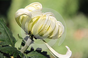 Chrysanthemum, flower