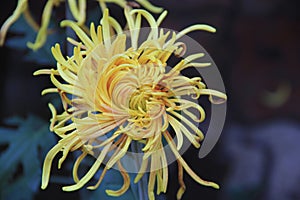 Chrysanthemum, flower