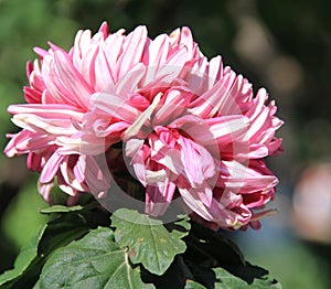 Chrysanthemum, flower