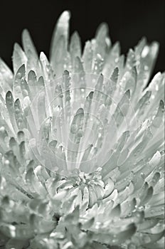 A chrysanthemum flower with water droplets
