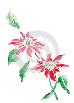 Chrysanthemum flower on white background, made in Chinese technique go-hua