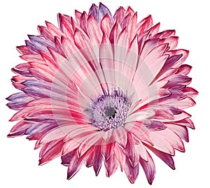 Chrysanthemum flower on white isolated background with clipping path. Closeup.