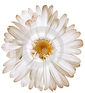 Chrysanthemum flower on white isolated background with clipping path. Closeup..