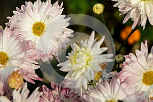 Chrysanthemum flower, white and pink chrysanthemum photo