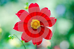 Chrysanthemum flower in wildlife