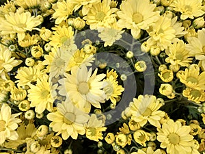 Chrysanthemum flower - Yellow photo
