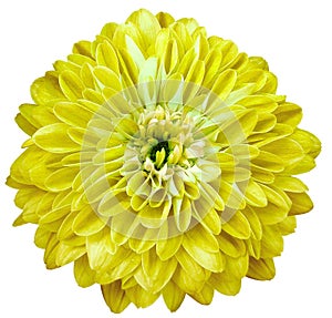chrysanthemum flower yellow isolated on a white background. No shadows with clipping path. Close-up.