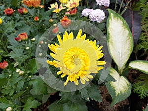 Yellow Chrysanthemum Flower in Sarangan Indonesia