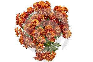 Chrysanthemum flowers