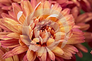 Chrysanthemum flowers