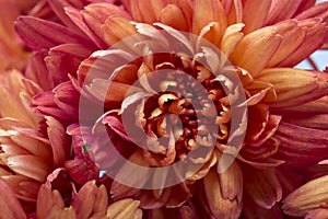 Chrysanthemum flowers