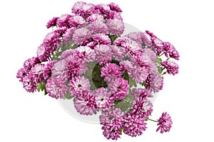 Chrysanthemum flowers