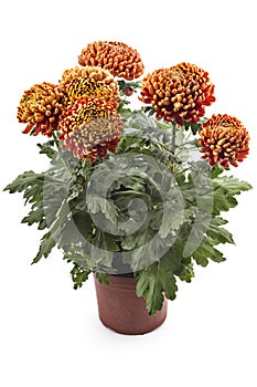 Chrysanthemum flowers