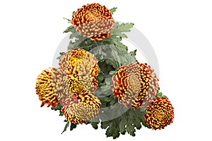 Chrysanthemum flowers