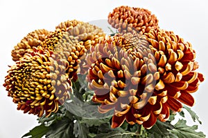 Chrysanthemum flowers