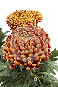 Chrysanthemum flowers