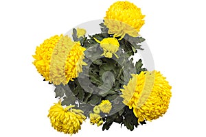 Chrysanthemum flowers