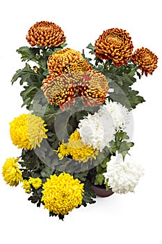 Chrysanthemum flowers