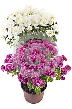 Chrysanthemum flowers