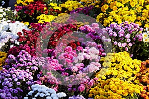 Chrysanthemum flowers as a background close up. Burgundy purple Chrysanthemums.