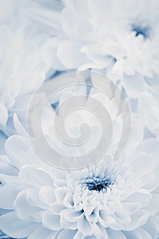 Chrysanthemum flowers for background, beautiful floral texture, retro toning, blue color