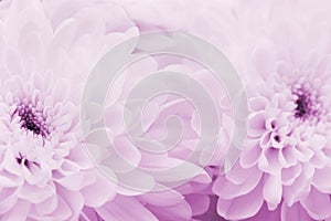 Chrysanthemum flowers for background, beautiful floral texture, retro toning, pink color