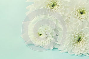 Chrysanthemum flowers for background, beautiful floral texture, retro toning, white and blue color