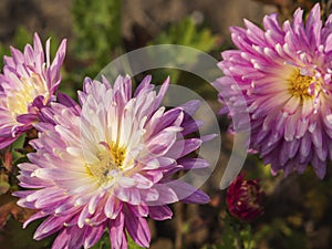 Chrysanthemum flowers. Background of soft pink chrysanthemum flowers on a blurry background. Beautiful chrysanthemums in the