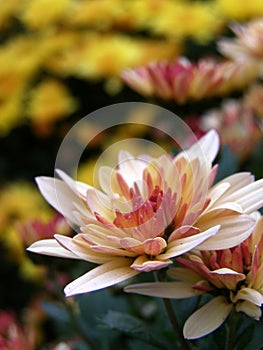 Chrysanthemum flowers bed