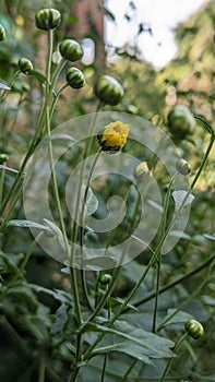 Chrysanthemum flowers begin to bloom in winter.