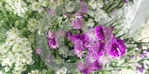 Chrysanthemum flowers on blur background