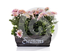 Chrysanthemum flowers (Chrysanthemum indicum) in flower box