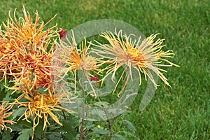 Chrysanthemum flowers