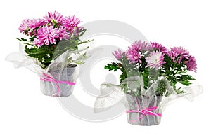 Chrysanthemum flowers in flower pots