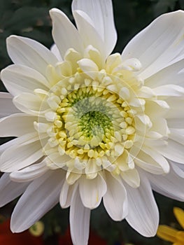 chrysanthemum flowers that are almost in full bloom