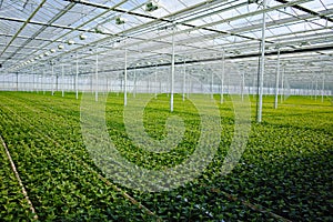 Chrysanthemum flowers growth in huge Dutch greenhouse, flowers f