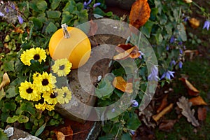 Chrysanthemum flowers with an ornamental gourd in a country garden