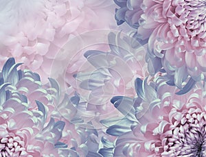 Chrysanthemum flowers. pink and blue  background. floral collage. flower composition. Close-up.