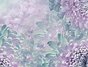 Chrysanthemum flowers. pink and turquoise  background. floral collage. flower composition. Close-up.