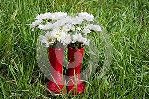 Chrysanthemum flowers in red boots. summer time.Beautiful chamomile flowers in rubber boots, rustic garden.