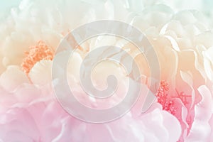 Chrysanthemum flowers in soft pastel color and blur style for background