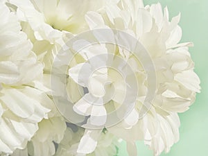 Chrysanthemum flowers in soft pastel colors. Blurred style for the background. Beautiful white flowers on a green background with