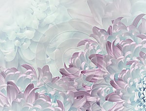 Chrysanthemum flowers. turquoise and pink background. floral collage. flower composition. Close-up.