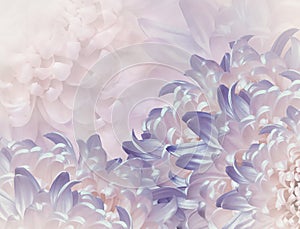 Chrysanthemum flowers.  violet and pink background. floral collage. flower composition. Close-up.