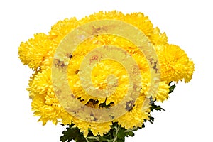 Chrysanthemum flowers yellow isolated on white background