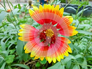 A chrysanthemum in full bloom.