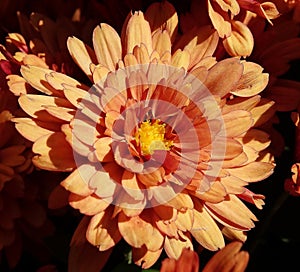 Chrysanthemum garden - plant flower