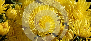 Chrysanthemum garden - plant flower