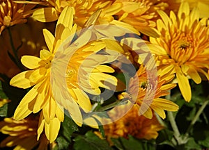 Chrysanthemum garden - plant flower